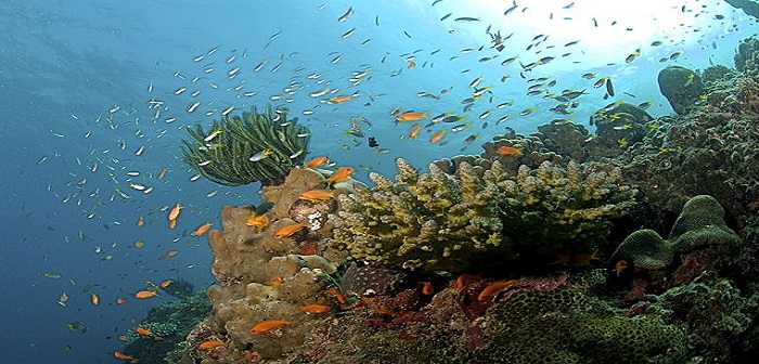 Snorkeling Havelock Island