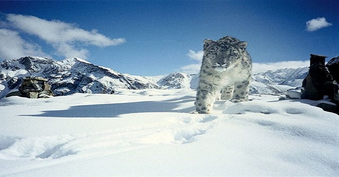 SnowLeopardRumbakValley